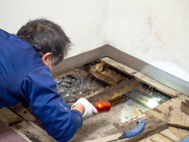 Best Attic Mold Removal  in South Duxbury, MA