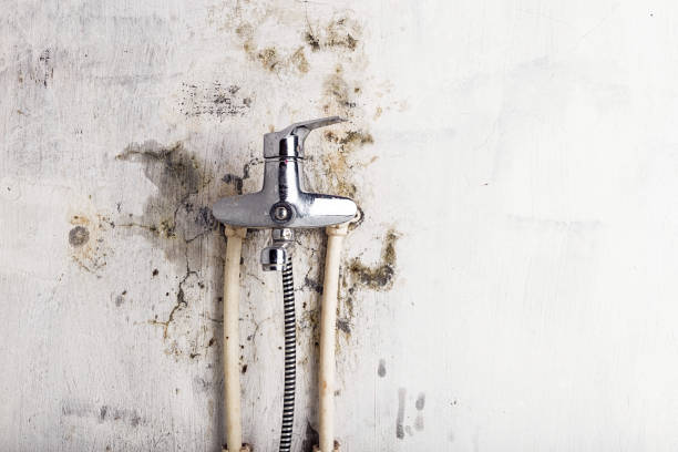 Best Home Mold Removal  in South Duxbury, MA