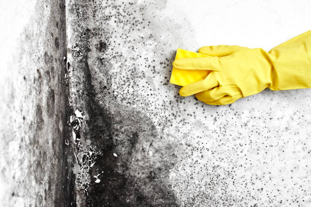 Attic Mold Removal in South Duxbury, MA