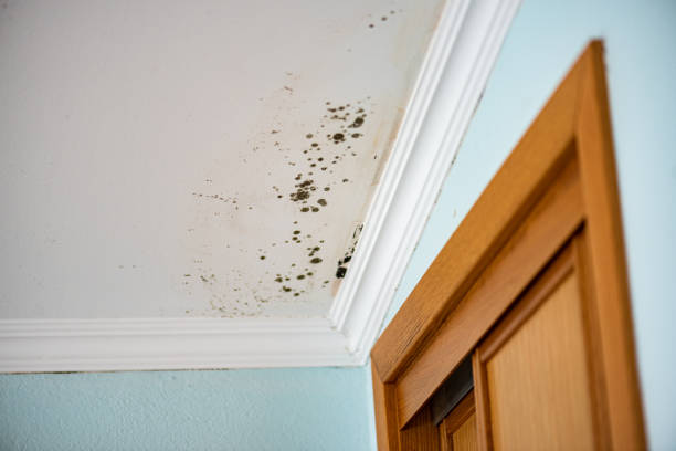 Best Black Mold Removal  in South Duxbury, MA
