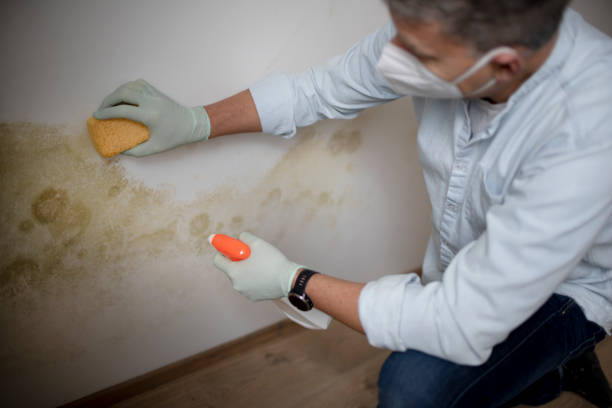 Best Mold Damage Repair  in South Duxbury, MA