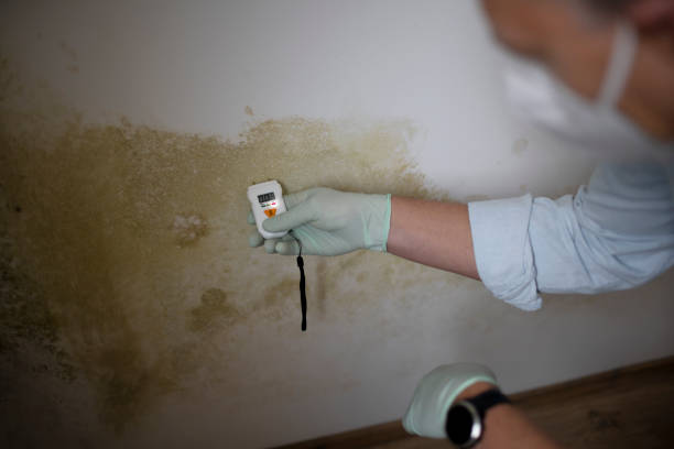Best Professional Mold Removal  in South Duxbury, MA