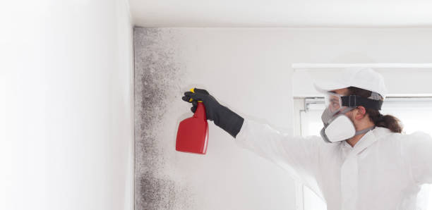 Best Mold Testing and Removal  in South Duxbury, MA