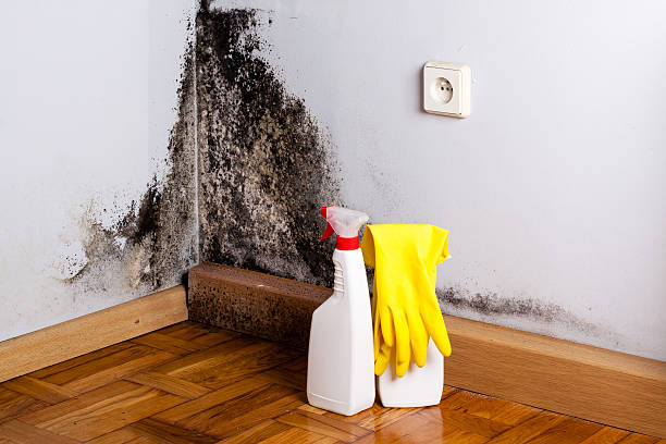 Home Mold Removal in South Duxbury, MA