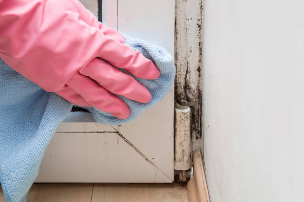 Professional Mold Removal in South Duxbury, MA
