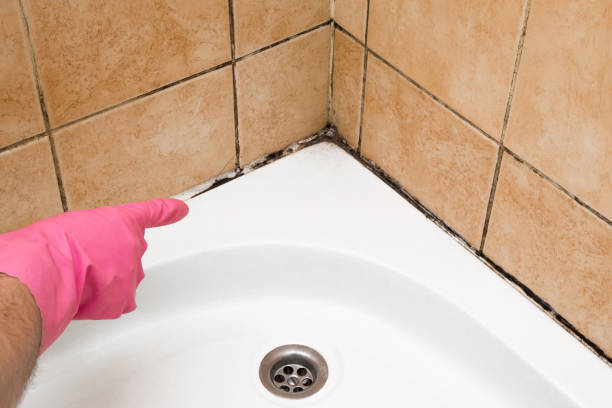 Mold Testing and Removal in South Duxbury, MA